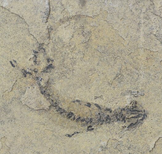 Two Branchiosaur (Amphibian) Fossils - Germany #31705